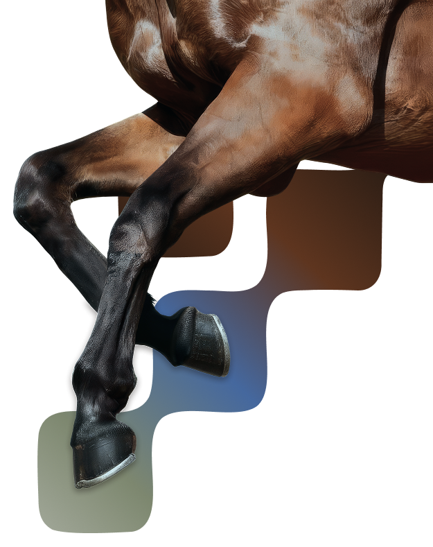 Equine veterinary treatment showing horse leg and joint care